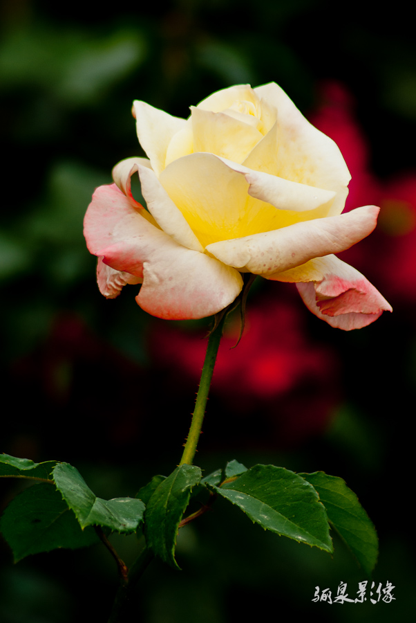IMGP1307.jpg