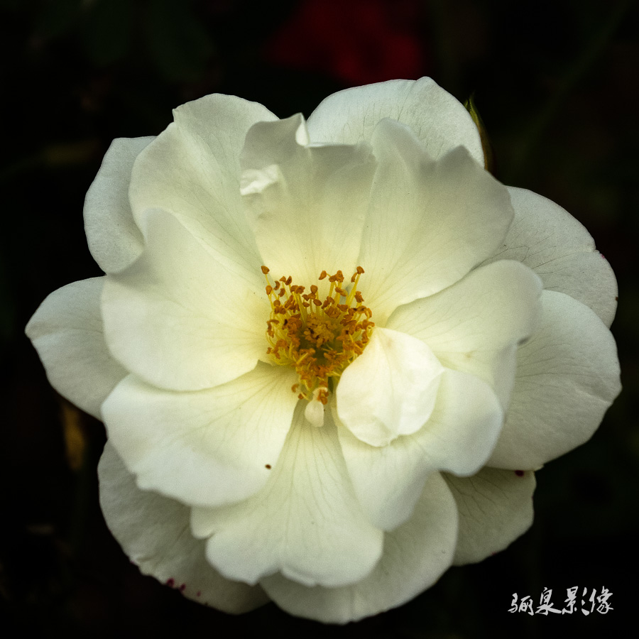 IMGP7051.jpg
