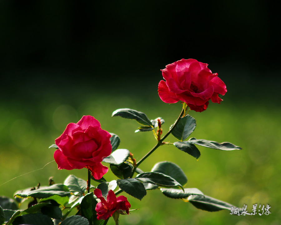 IMGP7421.jpg