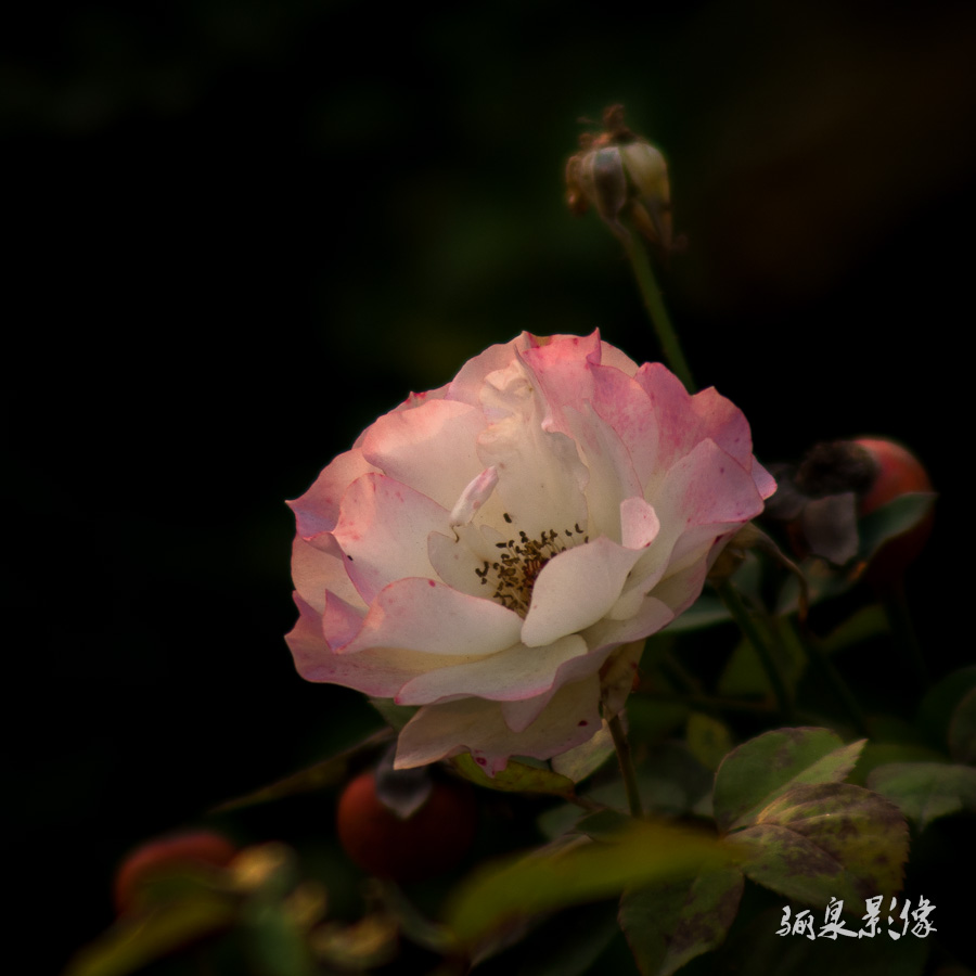 IMGP7511.jpg