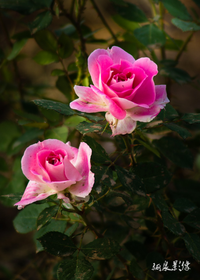 IMGP8953.jpg
