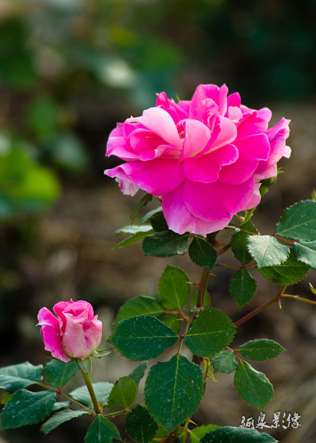 IMGP8958.jpg