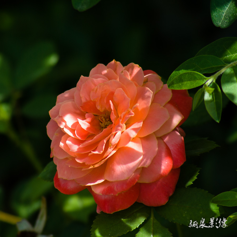 IMGP9333.jpg