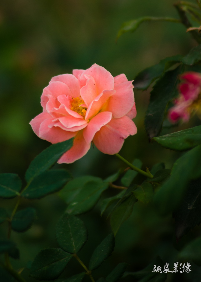 IMGP9458.jpg
