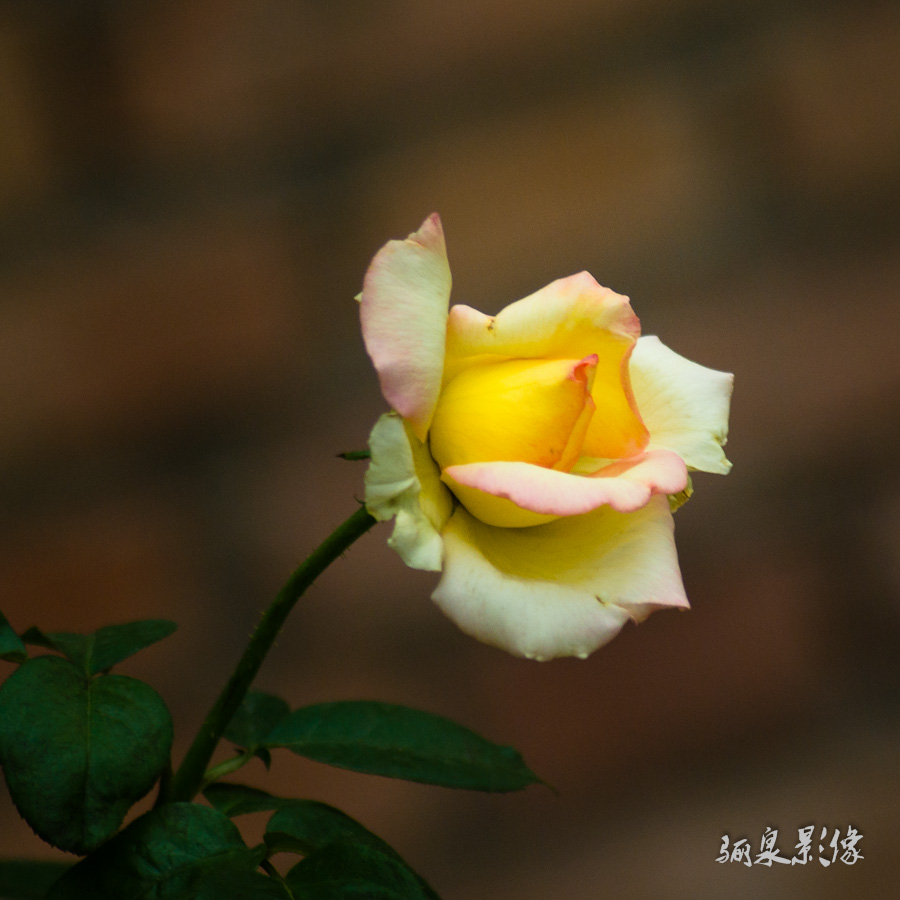 IMGP9763.jpg