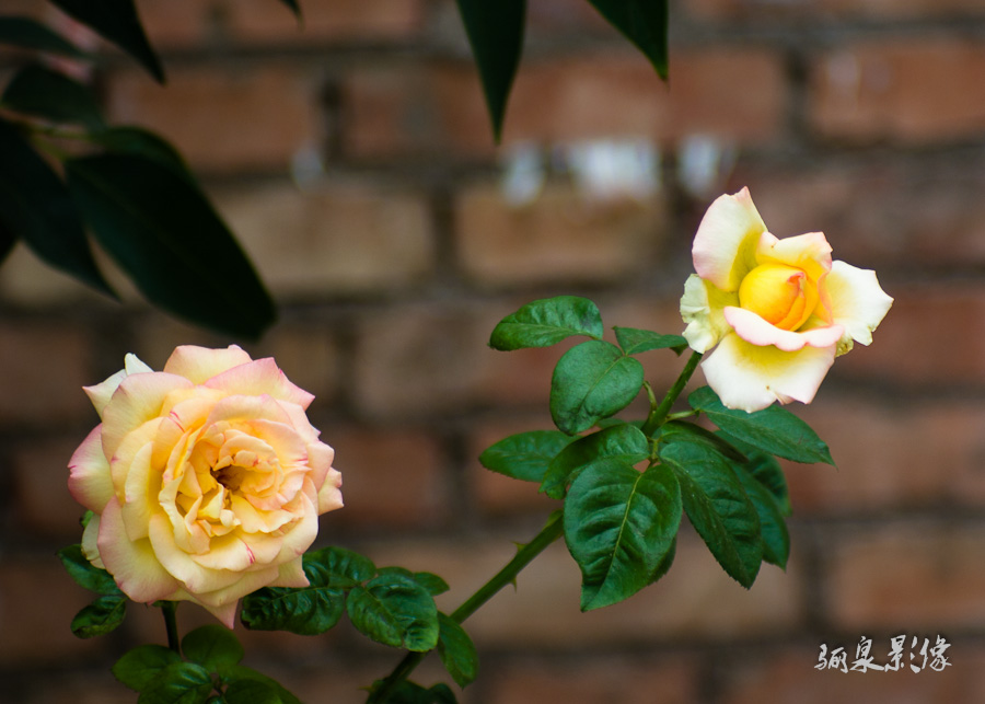 IMGP9764.jpg