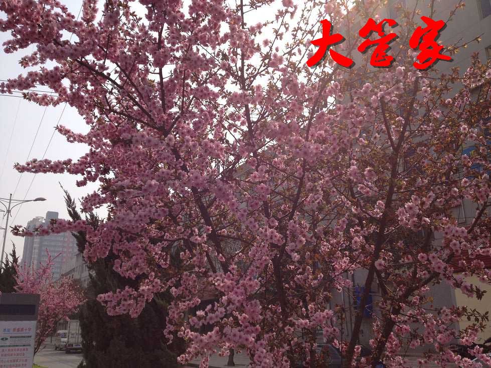 IMG_0271_��Ŀѹ��.jpg