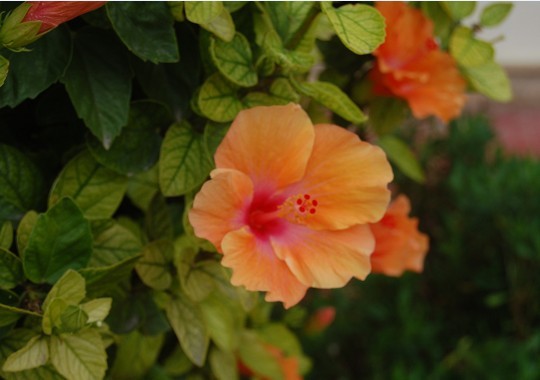 flower6.jpg