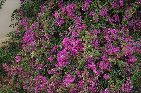 flower.jpg