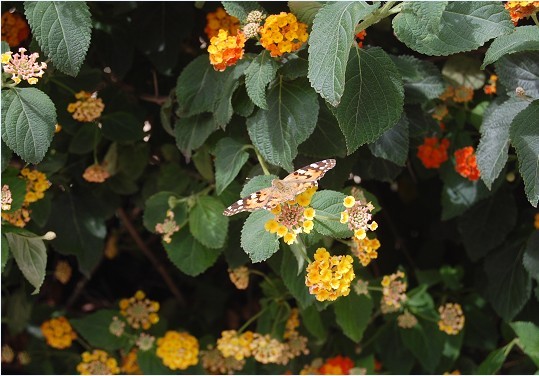 flower1.jpg