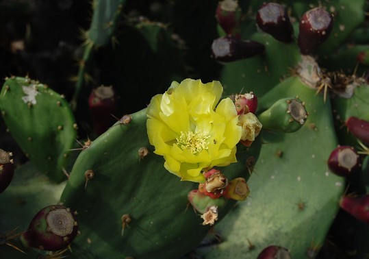 flower2.jpg