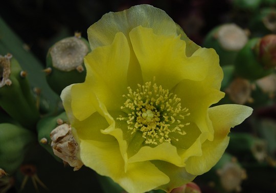 flower3.jpg