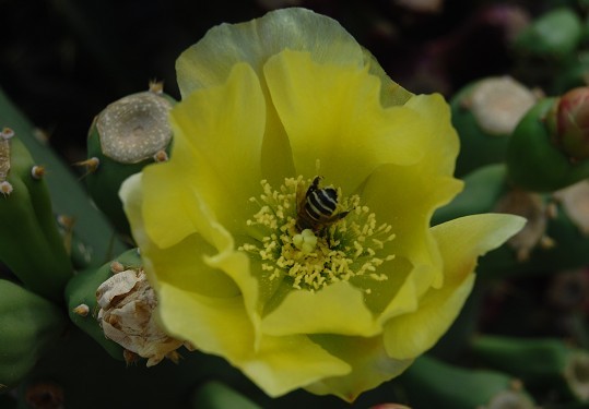 flower4.jpg