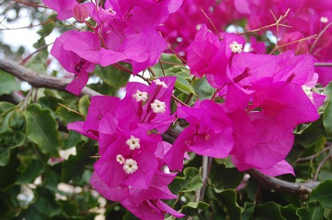 flower5.jpg