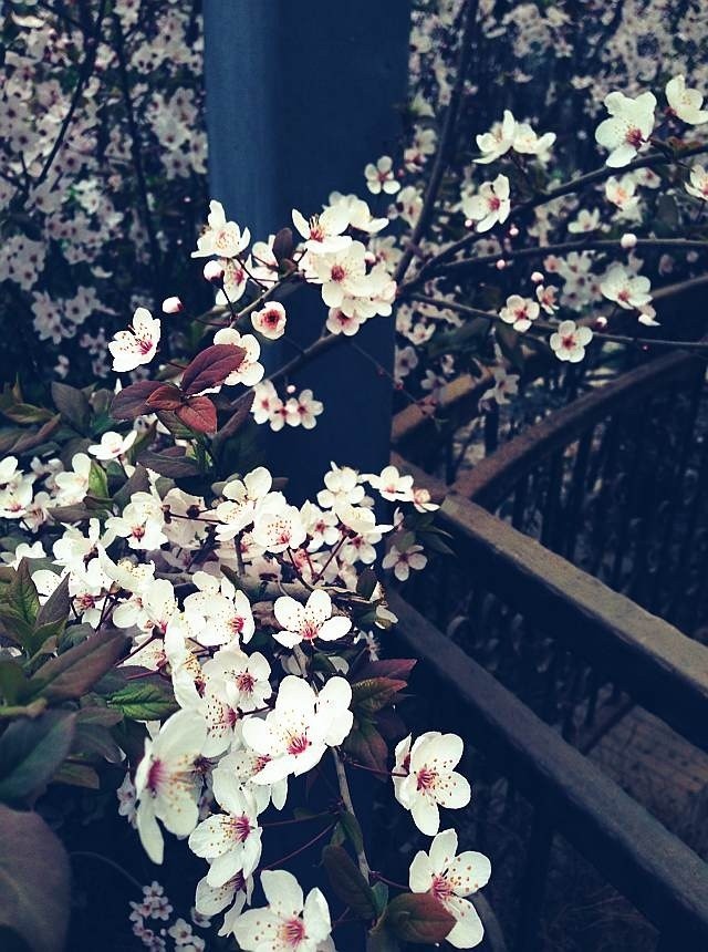 flower.jpg