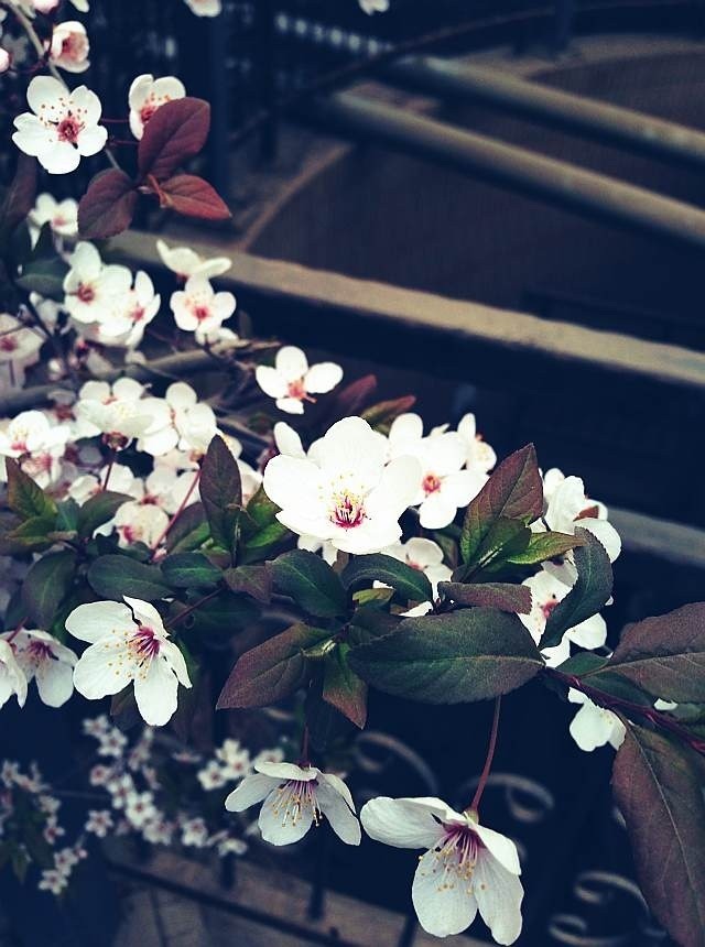 flower1.jpg
