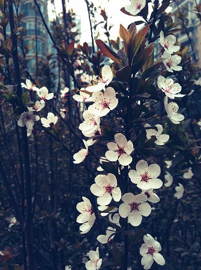 flower2.jpg