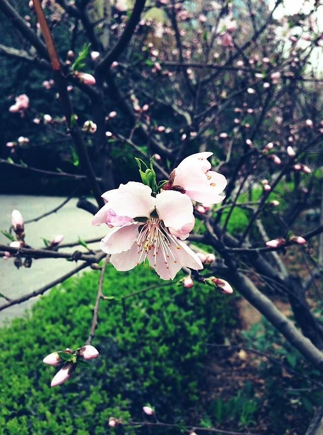 flower3.jpg