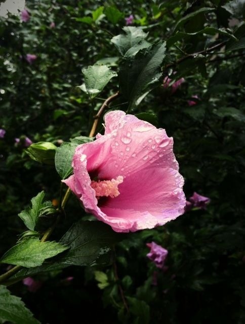 flower4.jpg
