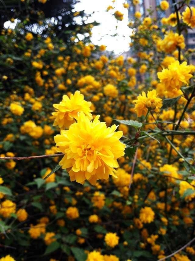 flower6.jpg