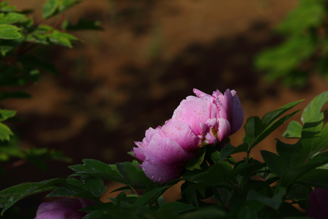 2Q6A0994.JPG