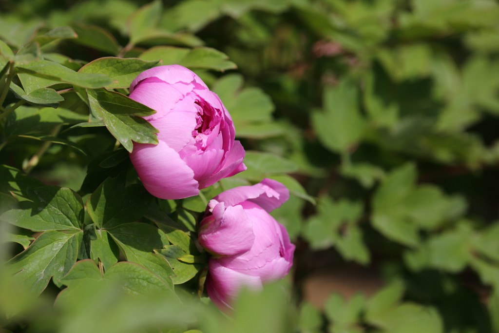 2Q6A1022_��Ŀѹ��.JPG