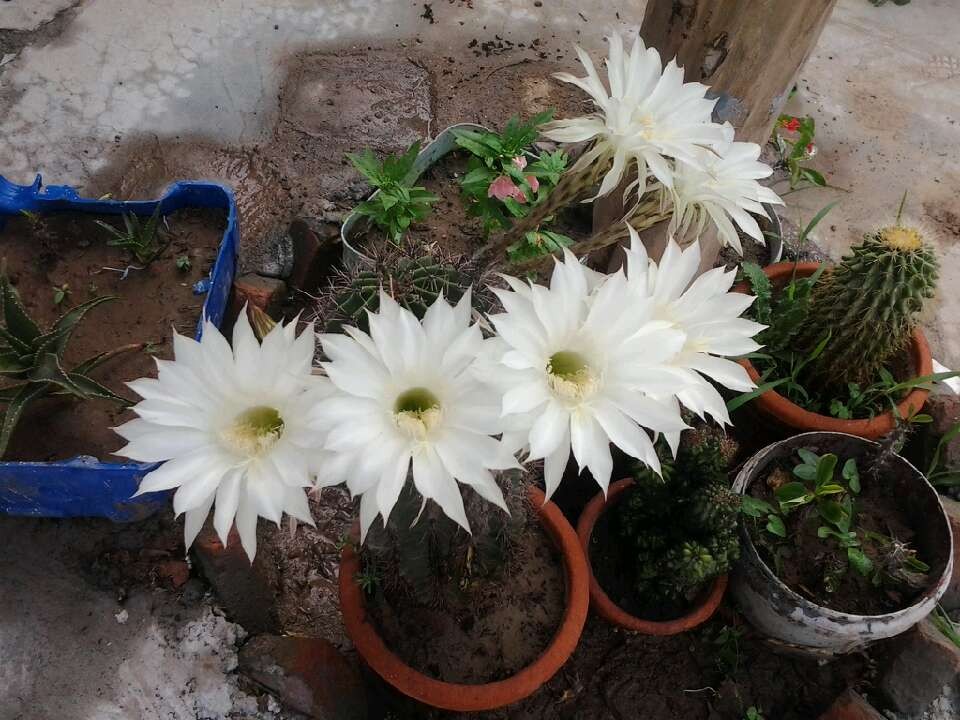 ȫ��ʢ��