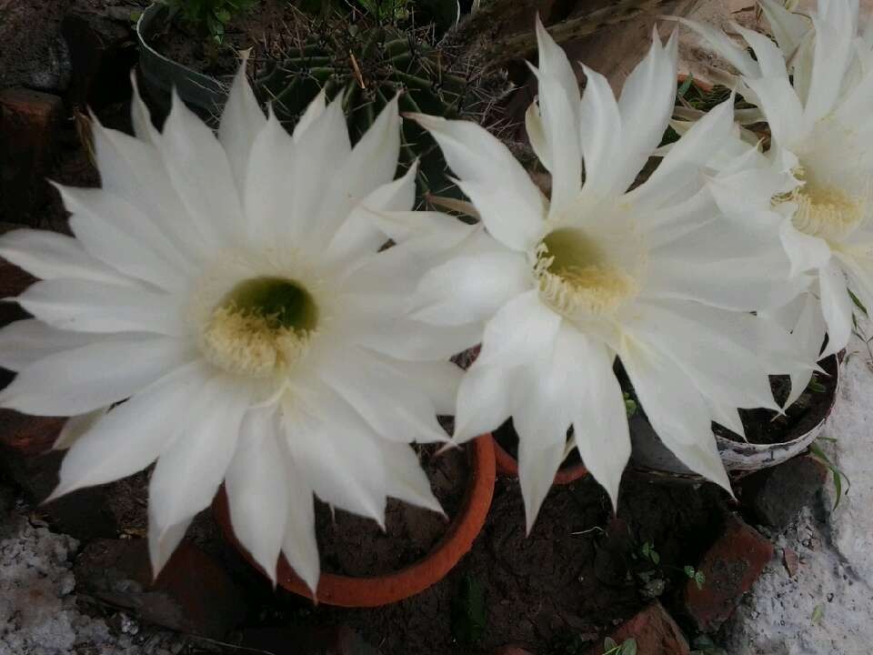 �Ŵ���