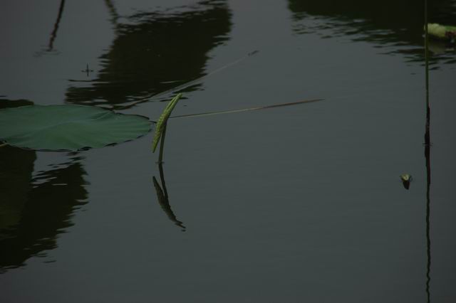 ������С IMG_4008.JPG
