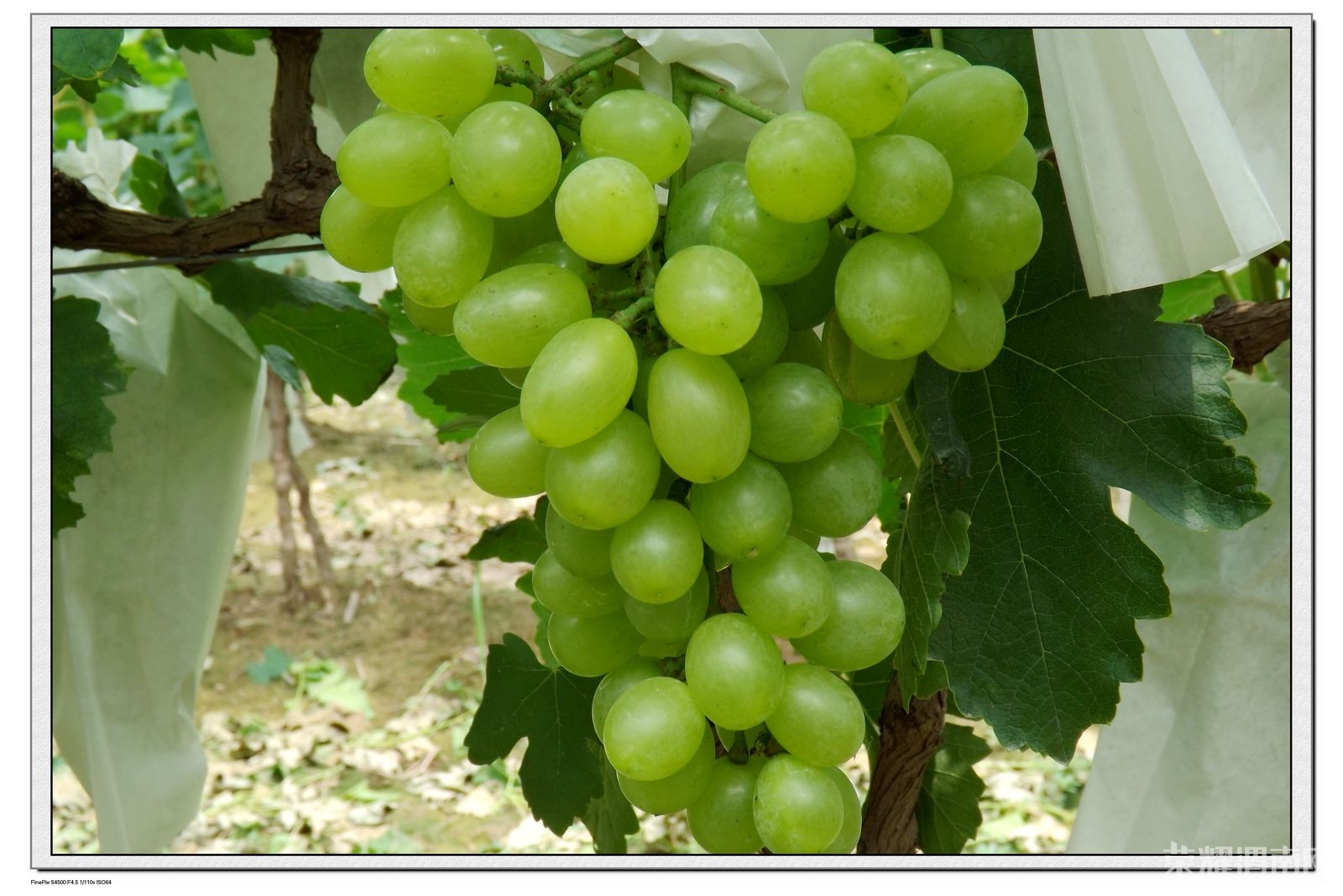 DSCF1522.JPG