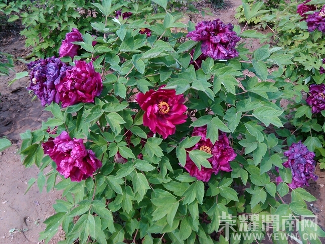 175403fosso95g1j1hgt4w.jpg