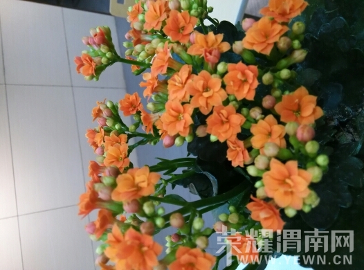 223505wtat5bbbbx532boa.jpg