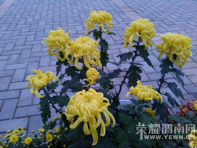 193059ywvoqqxmmp644cn8.jpg