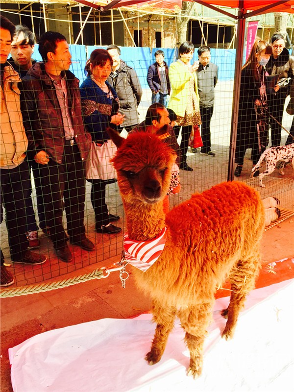 ����ʮ����Ԫ�����䡰�Ŵ��Ļ������ᡱ