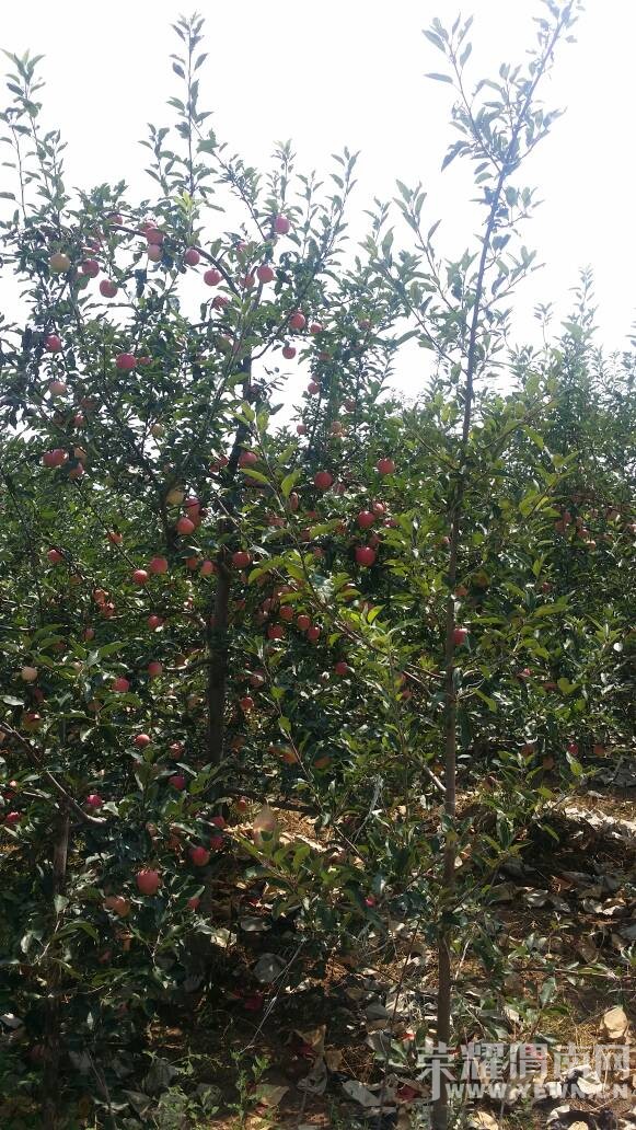 ܫ�ϵ�ƻ�������ޣ����Ŷ��������~