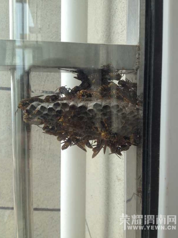 ����Ҳס�߲�������