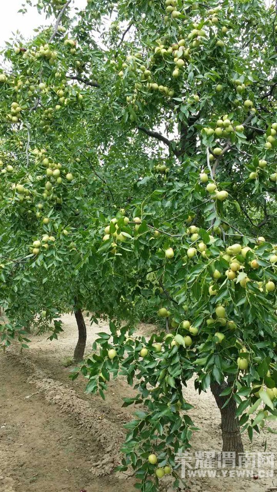 ����Ķ��桰��ë��" ���λ�Ե���˭��