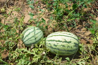 �����Ϻ�����ϱȽ�