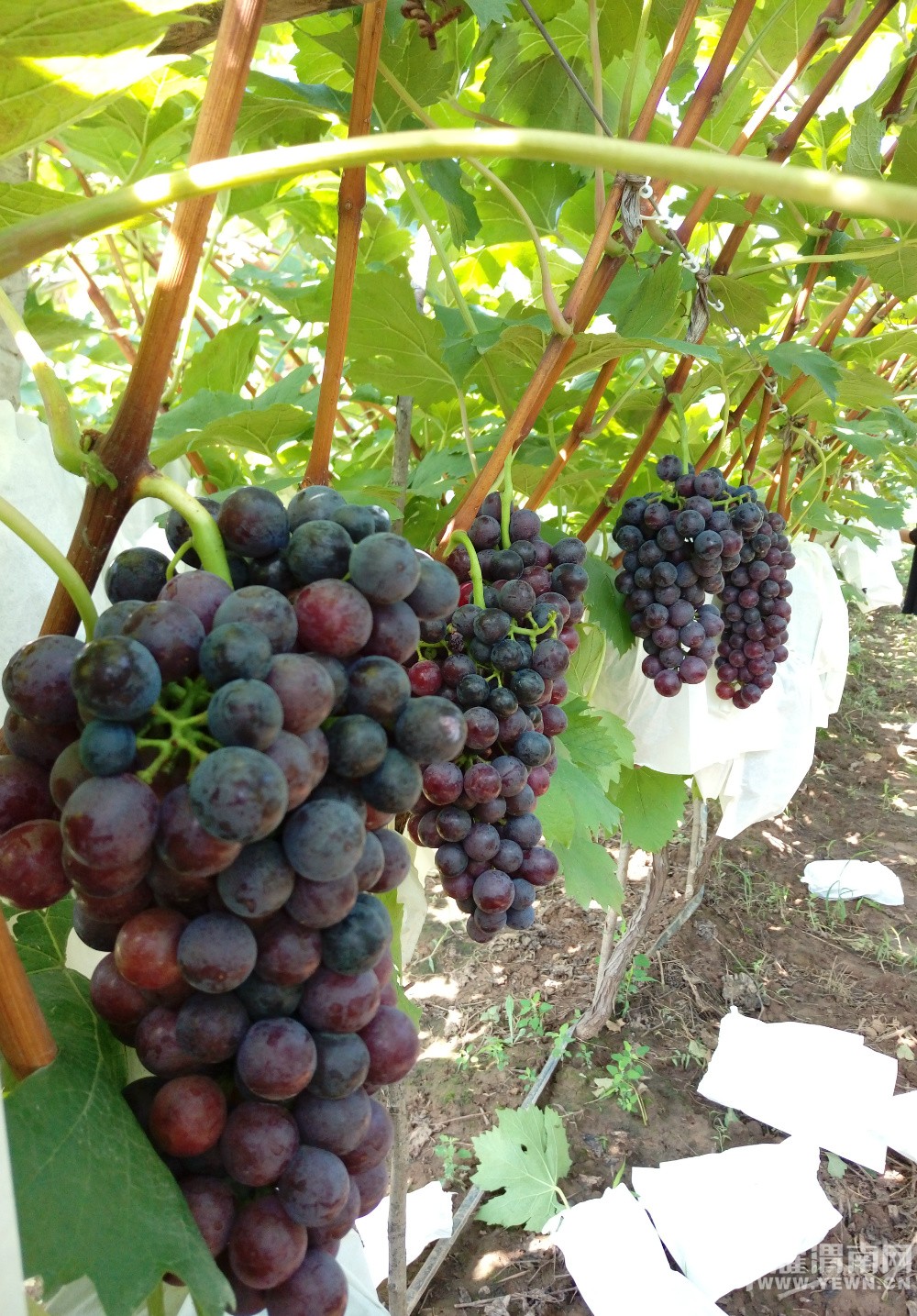 μ������μ������������Ļ�̫�˺����ѿڸм���