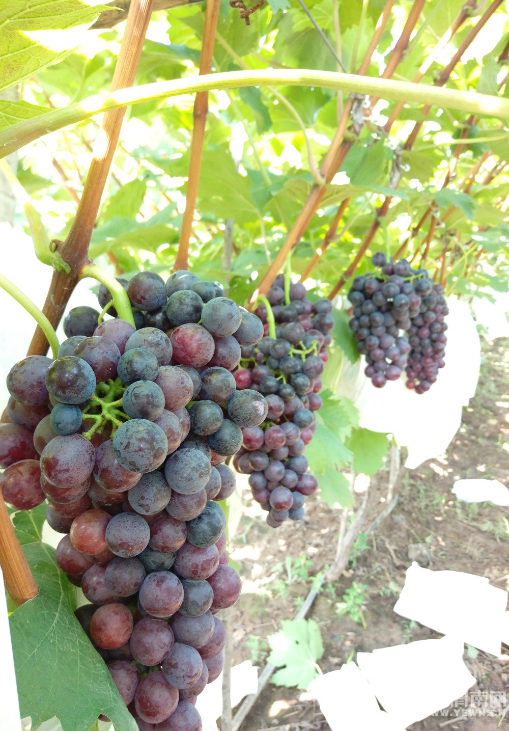 μ������μ������������Ļ�̫�˺����ѿڸм���