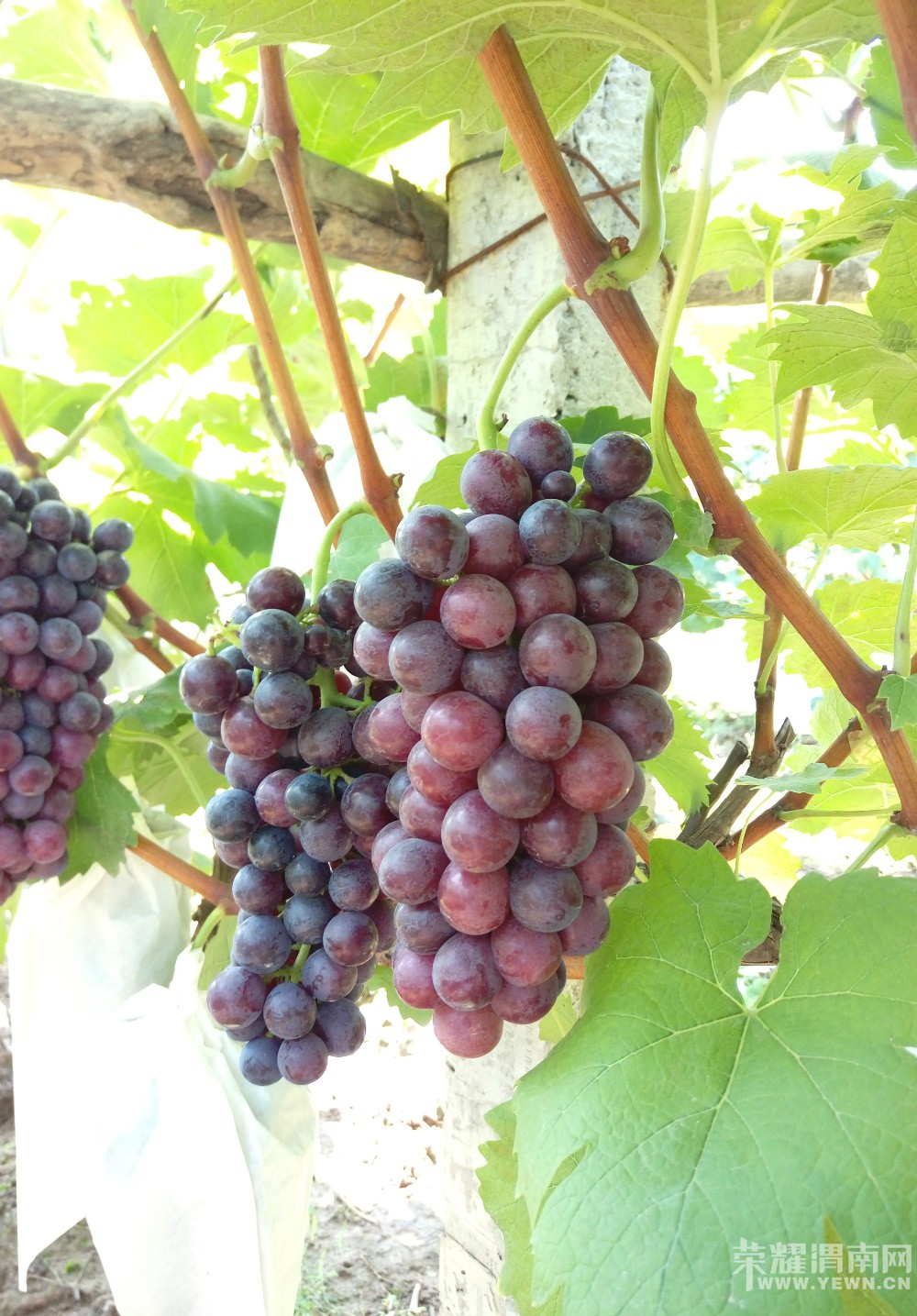 μ������μ������������Ļ�̫�˺����ѿڸм���