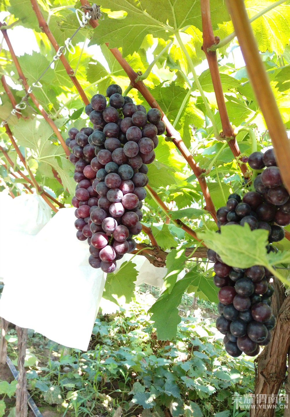 μ������μ������������Ļ�̫�˺����ѿڸм���