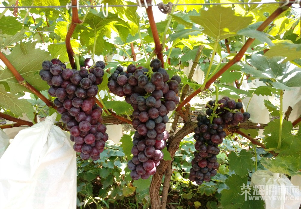 μ������μ������������Ļ�̫�˺����ѿڸм���