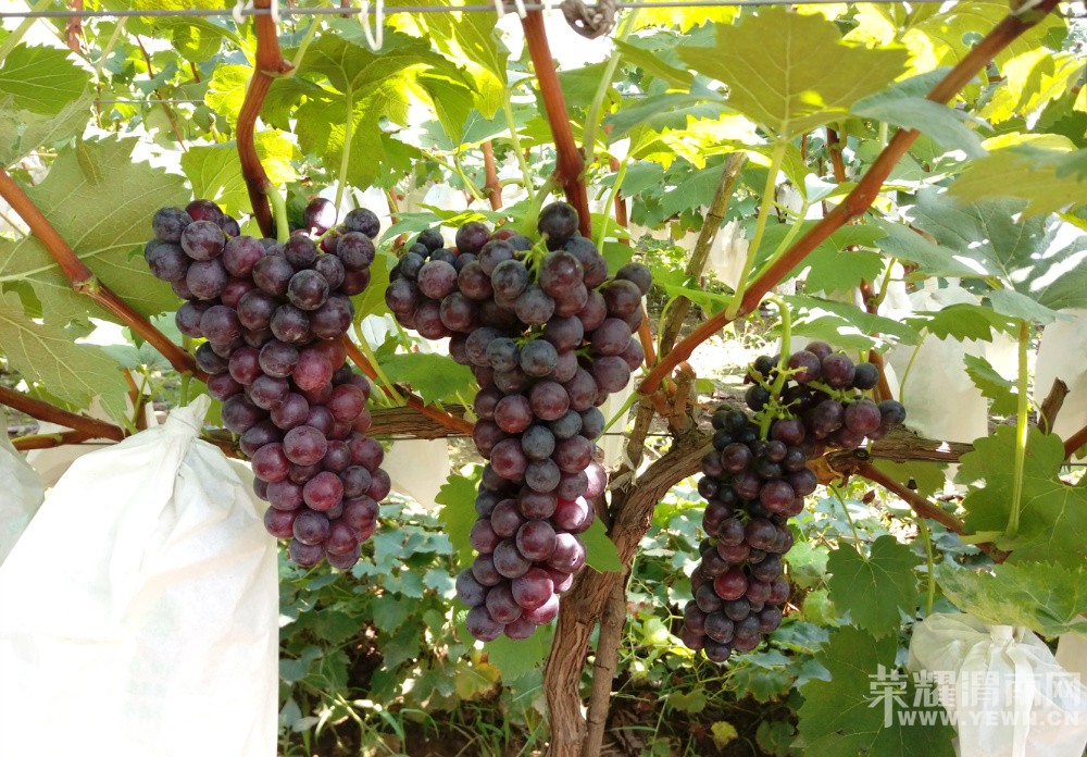 μ������μ������������Ļ�̫�˺����ѿڸм���