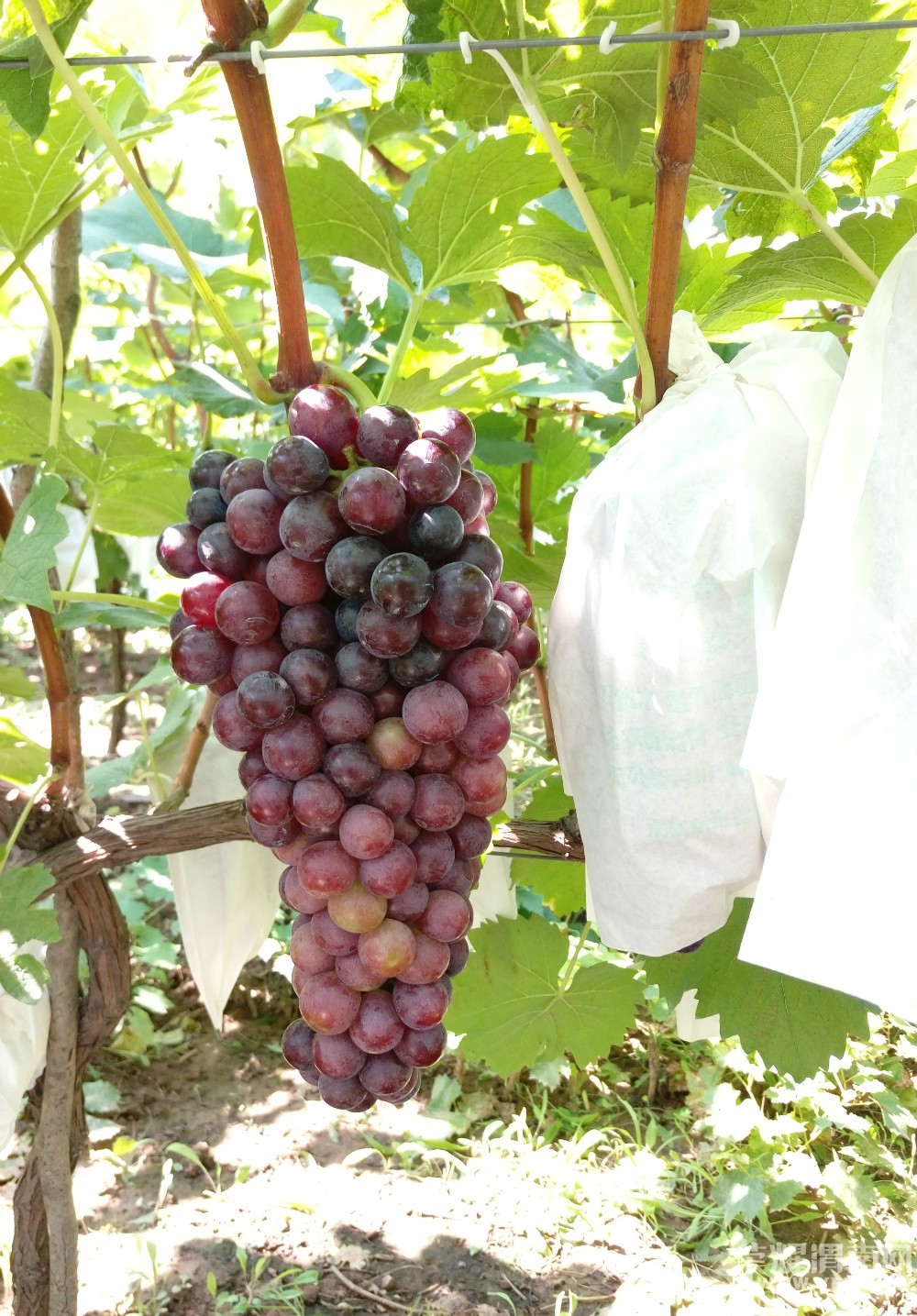 μ������μ������������Ļ�̫�˺����ѿڸм���