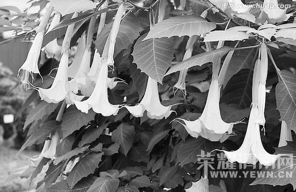 ����һ������ʳ���о綾��������  ����һ��