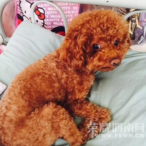 ����:ȫ��Ѱ����ɫС̩�ϡ�������