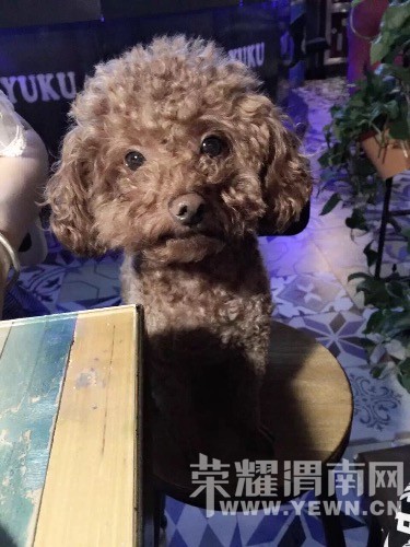 ����:ȫ��Ѱ����ɫС̩�ϡ�������