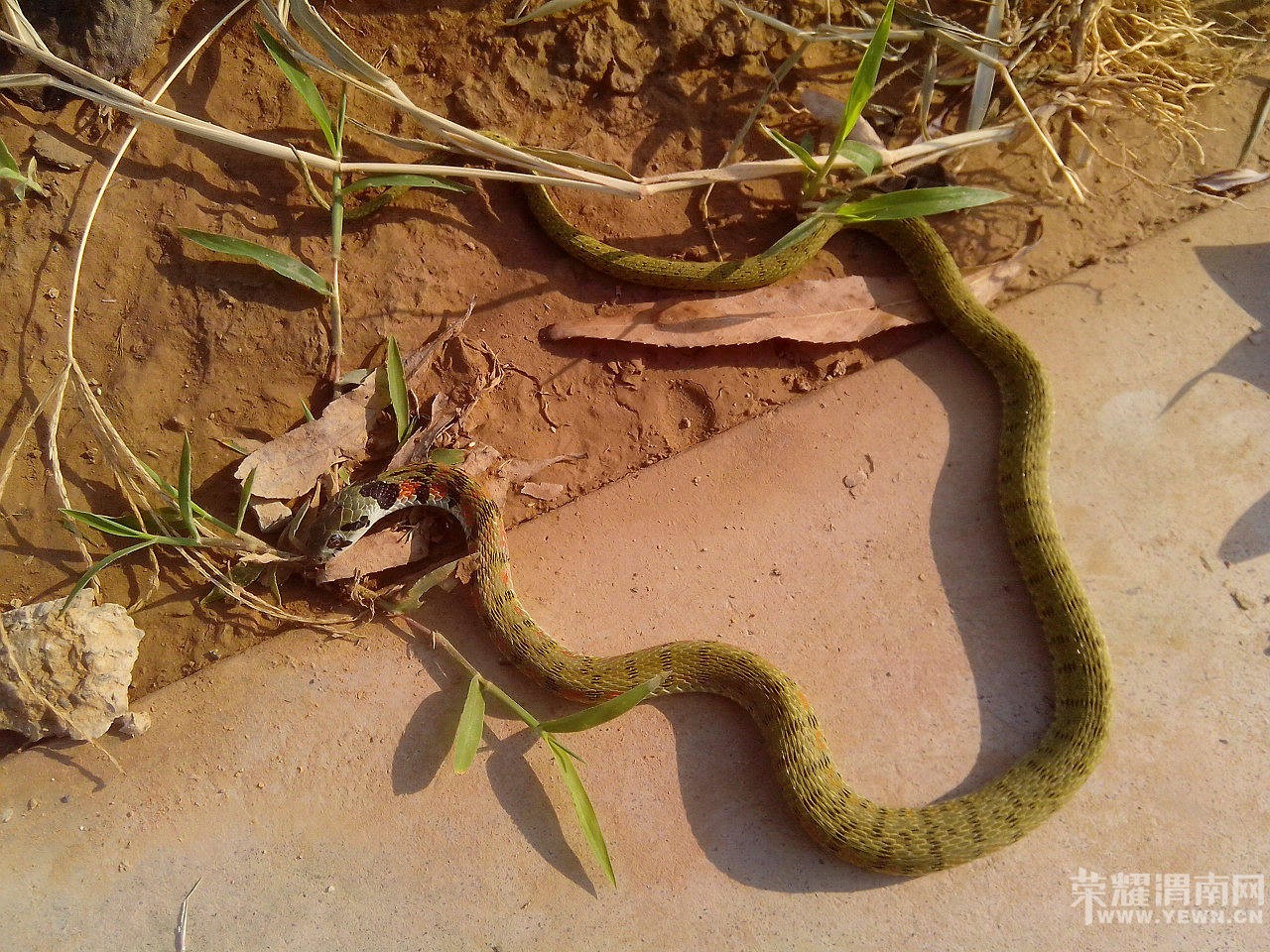 �����ں�̲���������ߣ�