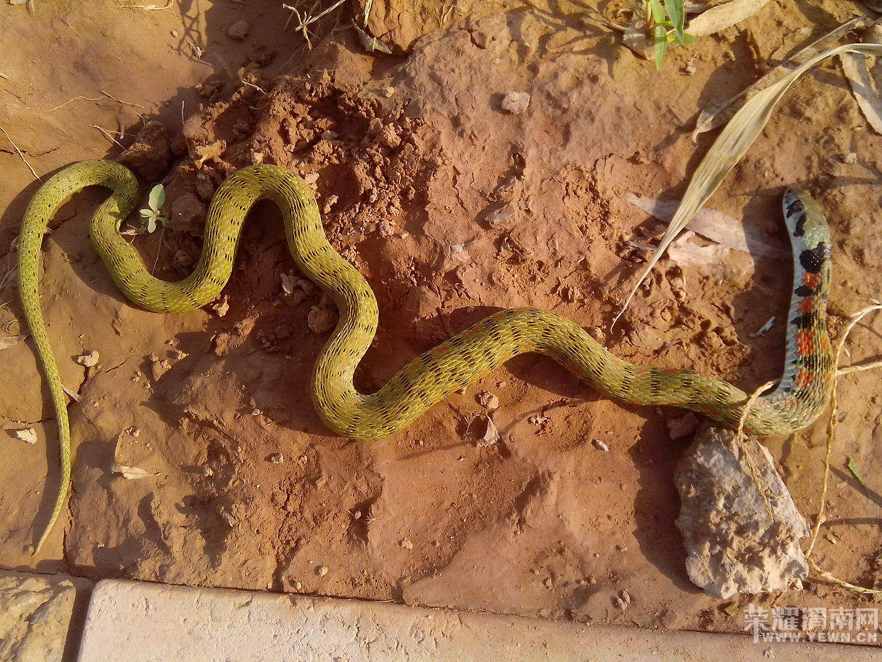 �����ں�̲���������ߣ�